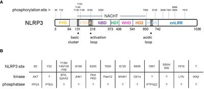 A phospho-harmonic orchestra plays the NLRP3 score